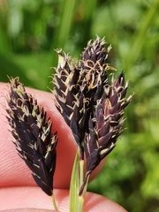 Carex atrata