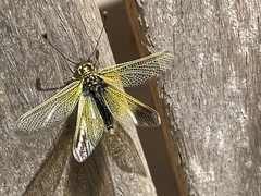 Libelloides ictericus