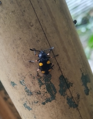 Eumorphus quadriguttatus