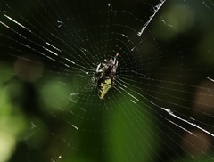 Cyclosa argenteoalba