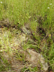 Toxicoscordion fontanum