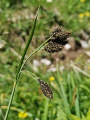 Carex atrata