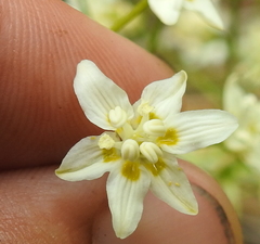 Toxicoscordion fontanum