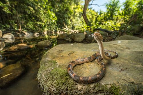 Southwestern Cat-eyed Snake