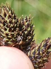 Carex atrata