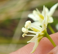 Toxicoscordion fontanum