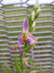 Ophrys apifera trollii