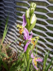 Ophrys apifera trollii