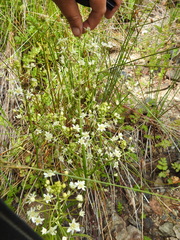 Toxicoscordion fontanum