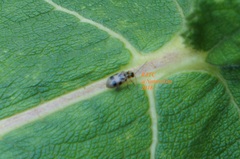 Systena nigroplagiata