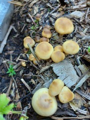 Agrocybe praecox