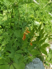 Lathyrus laevigatus laevigatus
