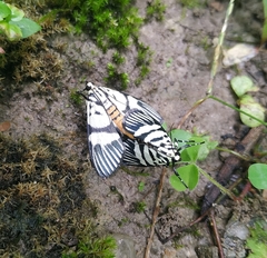 Heortia vitessoides