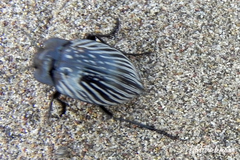 Gyriosomus