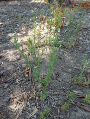 Erigeron