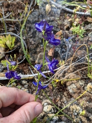 Delphinium uliginosum