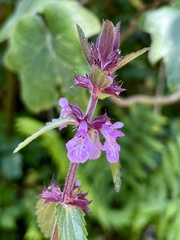Stachys sanchezii