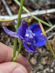 Delphinium uliginosum