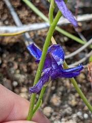 Delphinium uliginosum