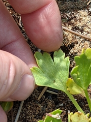 Delphinium uliginosum