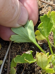 Delphinium uliginosum