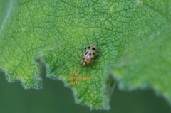 Systena nigroplagiata