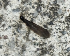 Coptotermes testaceus