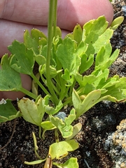 Delphinium uliginosum