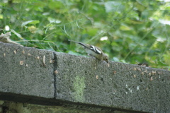 Fringilla coelebs