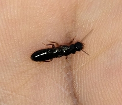 Coptotermes testaceus