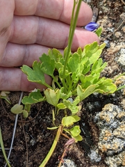 Delphinium uliginosum