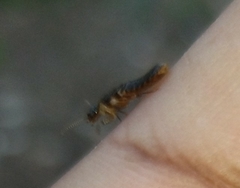 Coptotermes testaceus