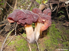 Gyromitra antarctica