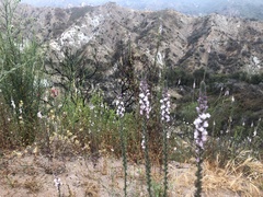 Sairocarpus coulterianus