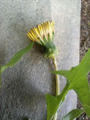 Taraxacum