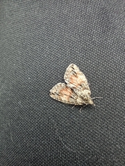 Hydriomena perfracta