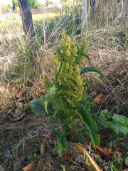 Rumex