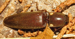 Deilelater physoderus