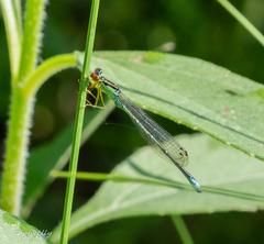 Enallagma antennatum