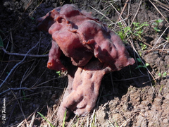 Gyromitra antarctica