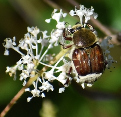 Trichiotinus piger