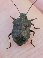 Rhacognathus punctatus