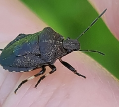 Rhacognathus punctatus