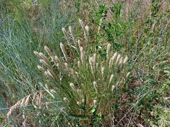 Melica transsilvanica