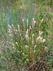 Melica transsilvanica
