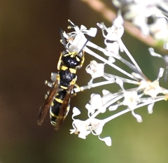 Parancistrocerus pedestris