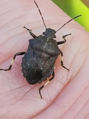 Rhacognathus punctatus