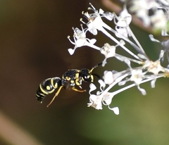 Parancistrocerus pedestris