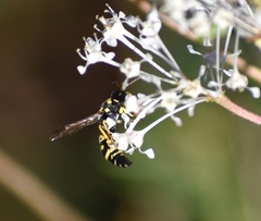 Parancistrocerus pedestris