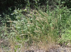 Melica transsilvanica